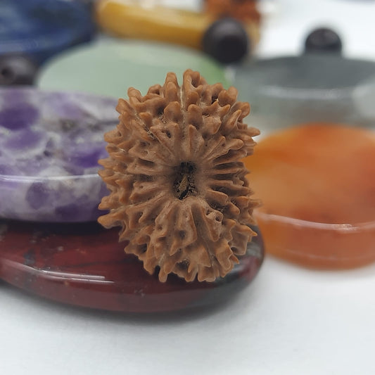 14 Mukhi / Fourteen Face Nepal Rudraksha 21-23 mm | Lab Certified