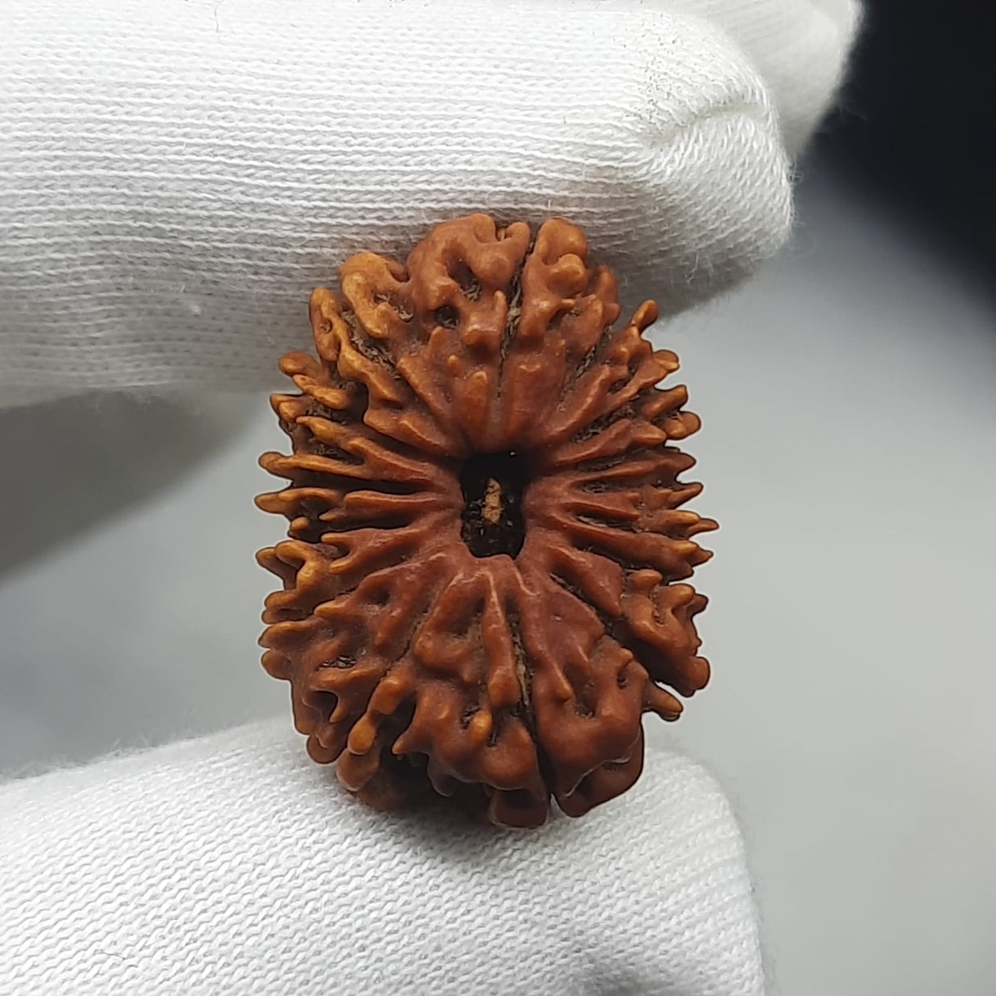 15 Mukhi / Fifteen Face Nepal Rudraksha 21-23 mm | Lab Certified