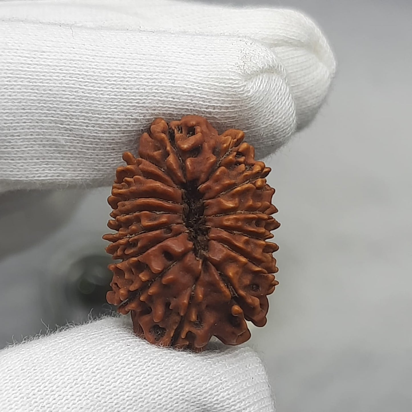 15 Mukhi / Fifteen Face Nepal Rudraksha 21-23 mm | Lab Certified