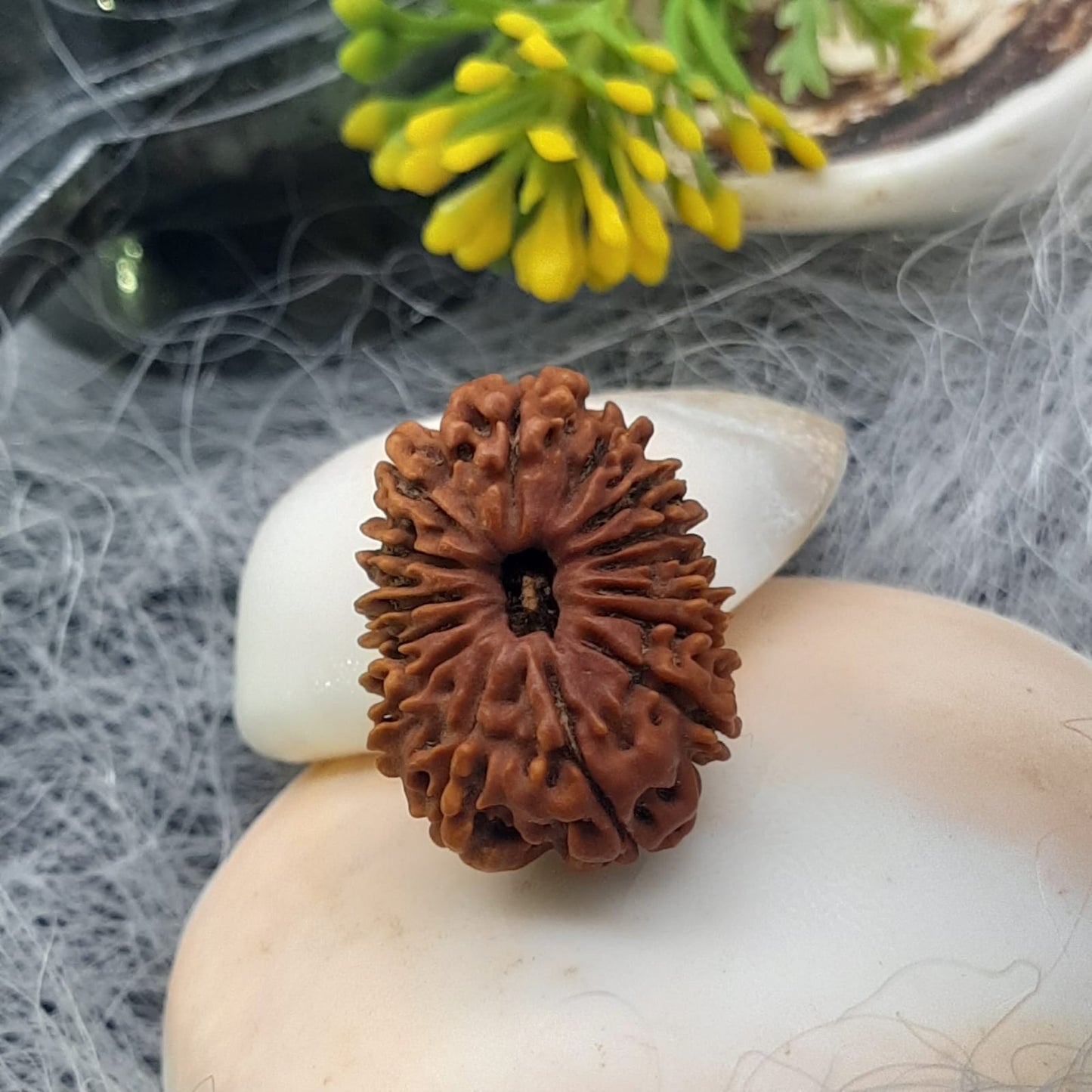 15 Mukhi / Fifteen Face Nepal Rudraksha 21-23 mm | Lab Certified