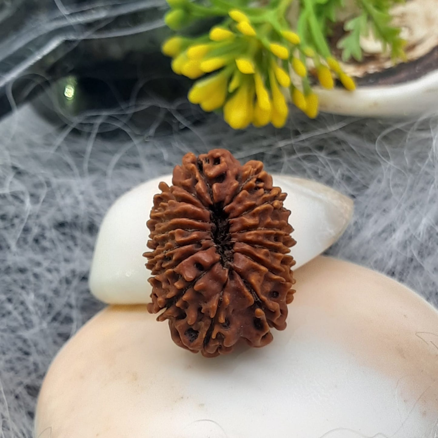 15 Mukhi / Fifteen Face Nepal Rudraksha 21-23 mm | Lab Certified
