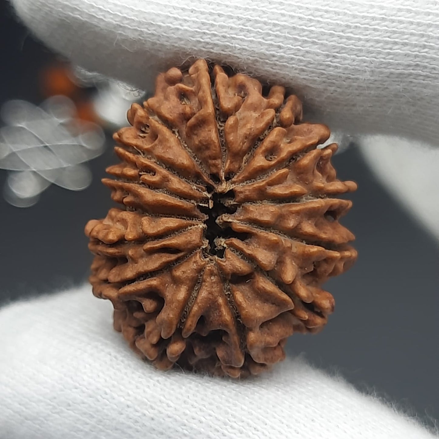 14 Mukhi / Fourteen Face Nepal Rudraksha IGL Certified 24.80 mm, 2.848 grams