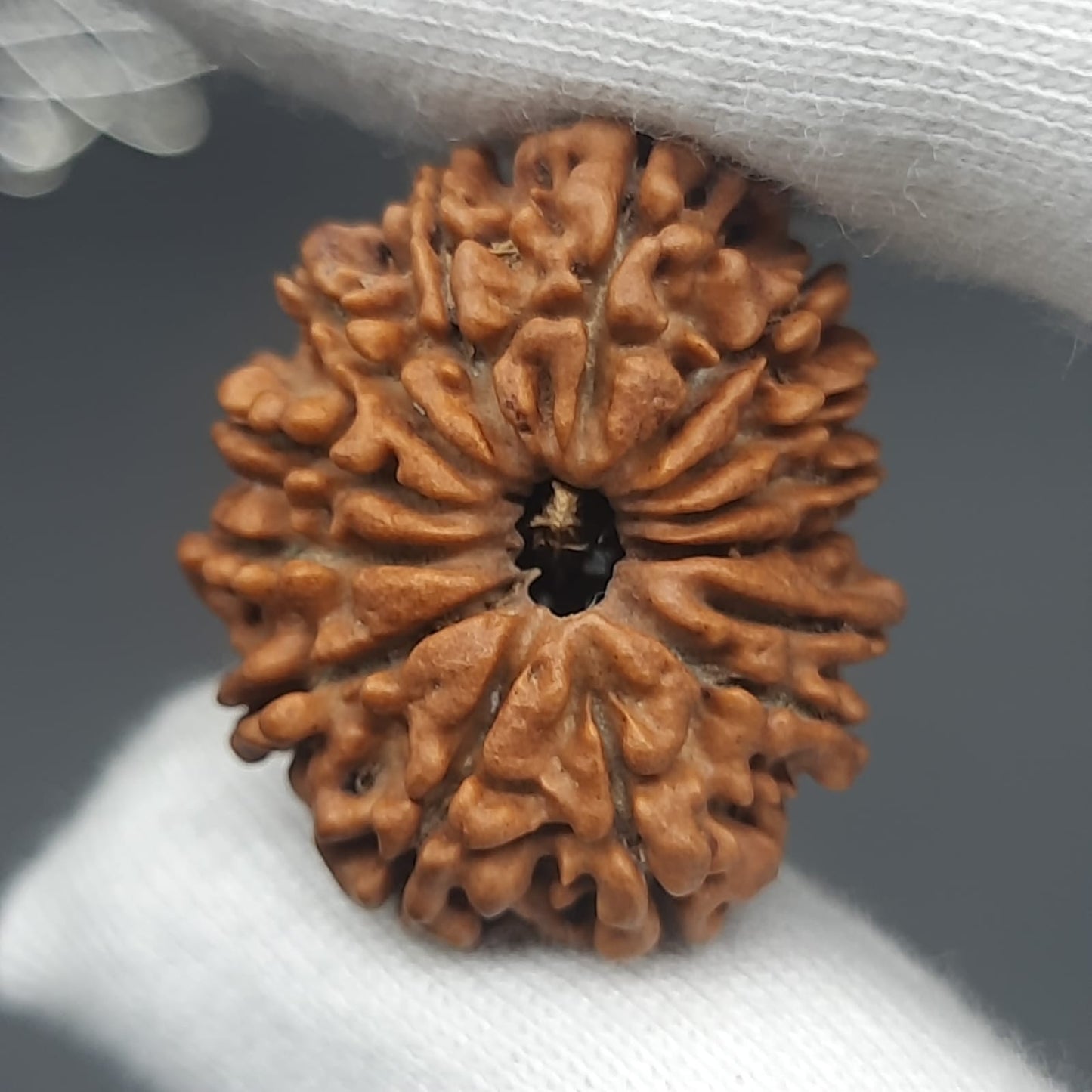 14 Mukhi / Fourteen Face Nepal Rudraksha IGL Certified 24.80 mm, 2.848 grams