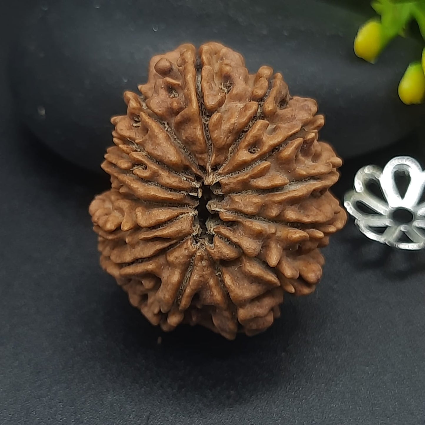 14 Mukhi / Fourteen Face Nepal Rudraksha IGL Certified 24.80 mm, 2.848 grams