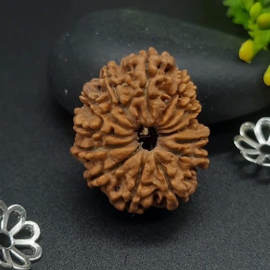 14 Mukhi / Fourteen Face Nepal Rudraksha IGL Certified 24.80 mm, 2.848 grams