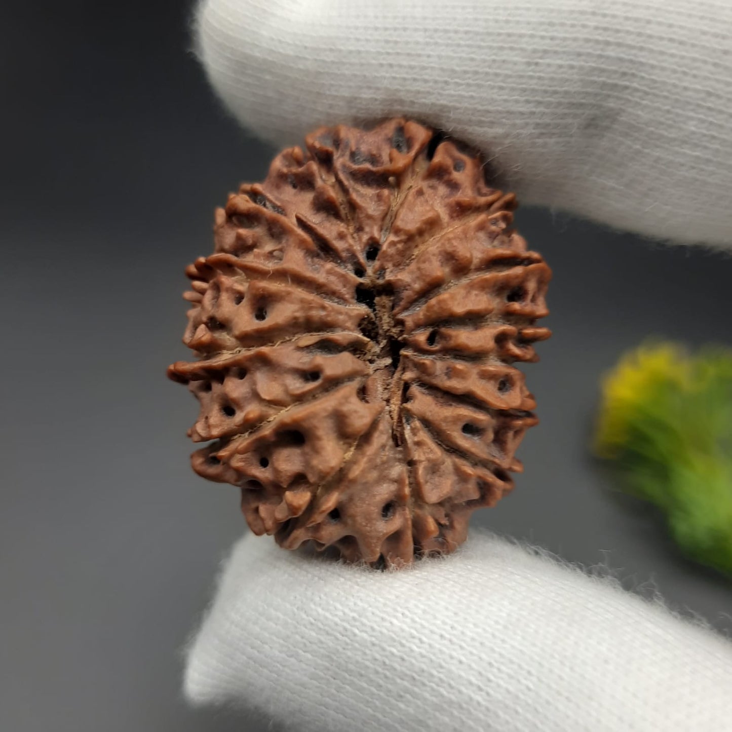 14 Mukhi / Fourteen face Nepal Rudraksha with IGL Certified 31.30 mm, 4.847 grams