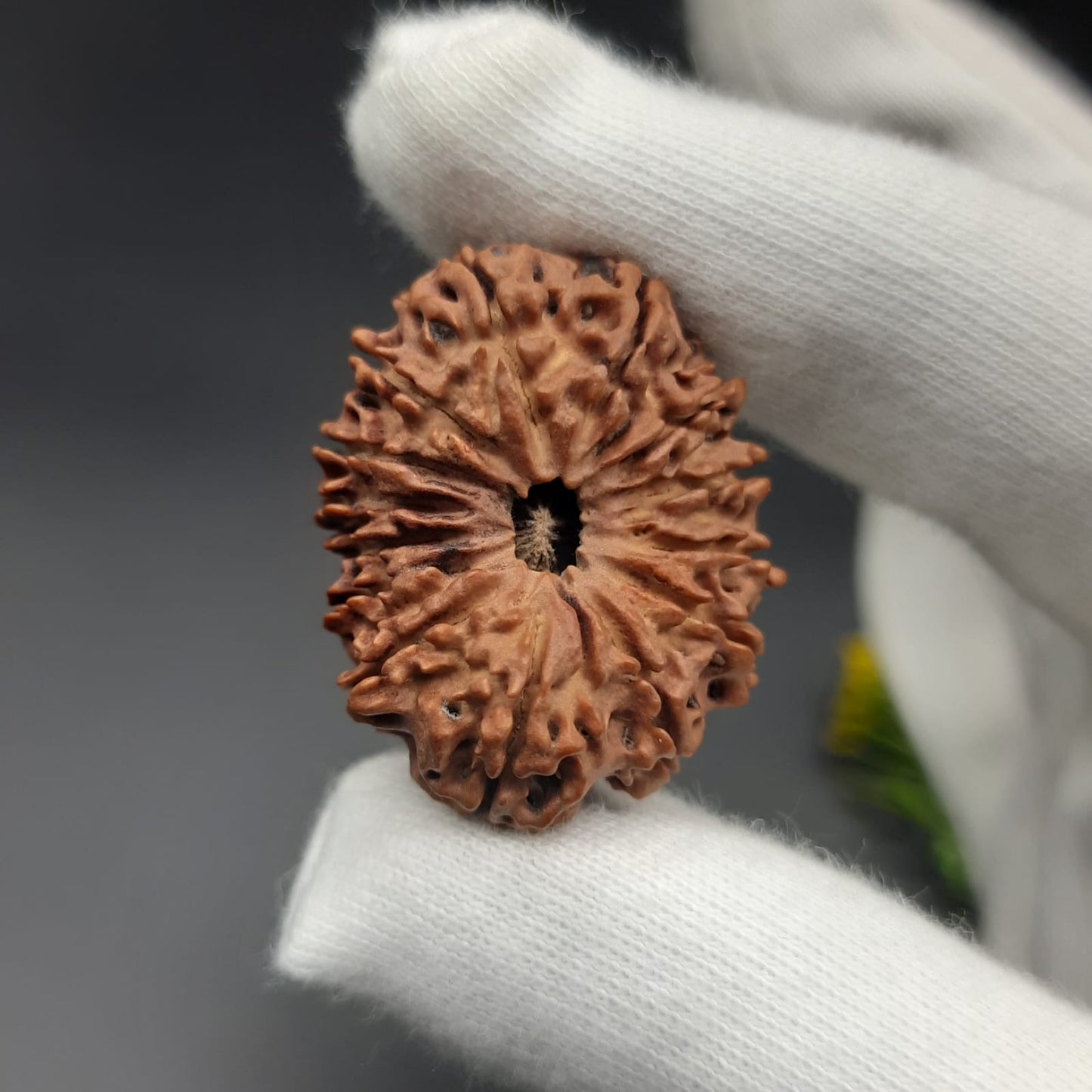 14 Mukhi / Fourteen face Nepal Rudraksha with IGL Certified 31.30 mm, 4.847 grams