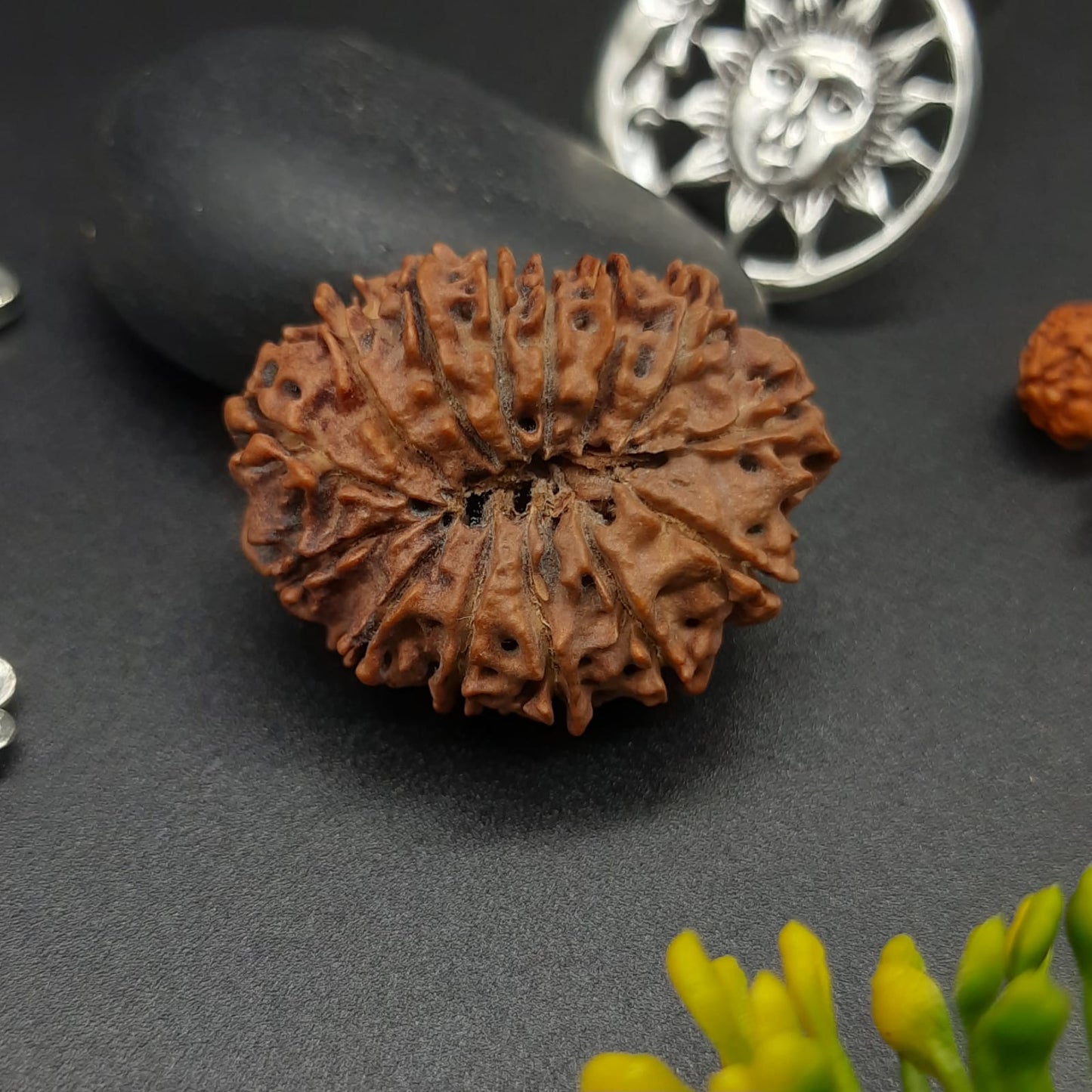 14 Mukhi / Fourteen face Nepal Rudraksha with IGL Certified 31.30 mm, 4.847 grams