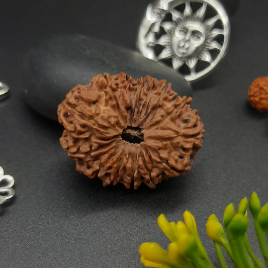 14 Mukhi / Fourteen face Nepal Rudraksha with IGL Certified 31.30 mm, 4.847 grams