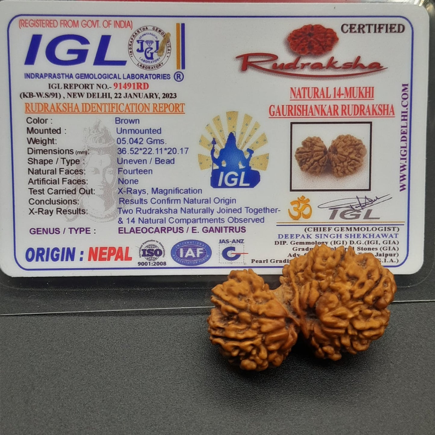 14 Mukhi / Fourteen Face Gauri Shankar Nepal Rudraksha
