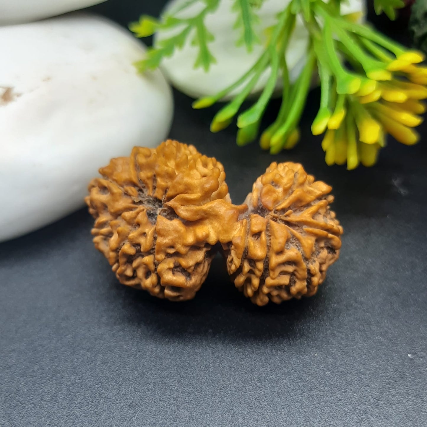 14 Mukhi / Fourteen Face Gauri Shankar Nepal Rudraksha