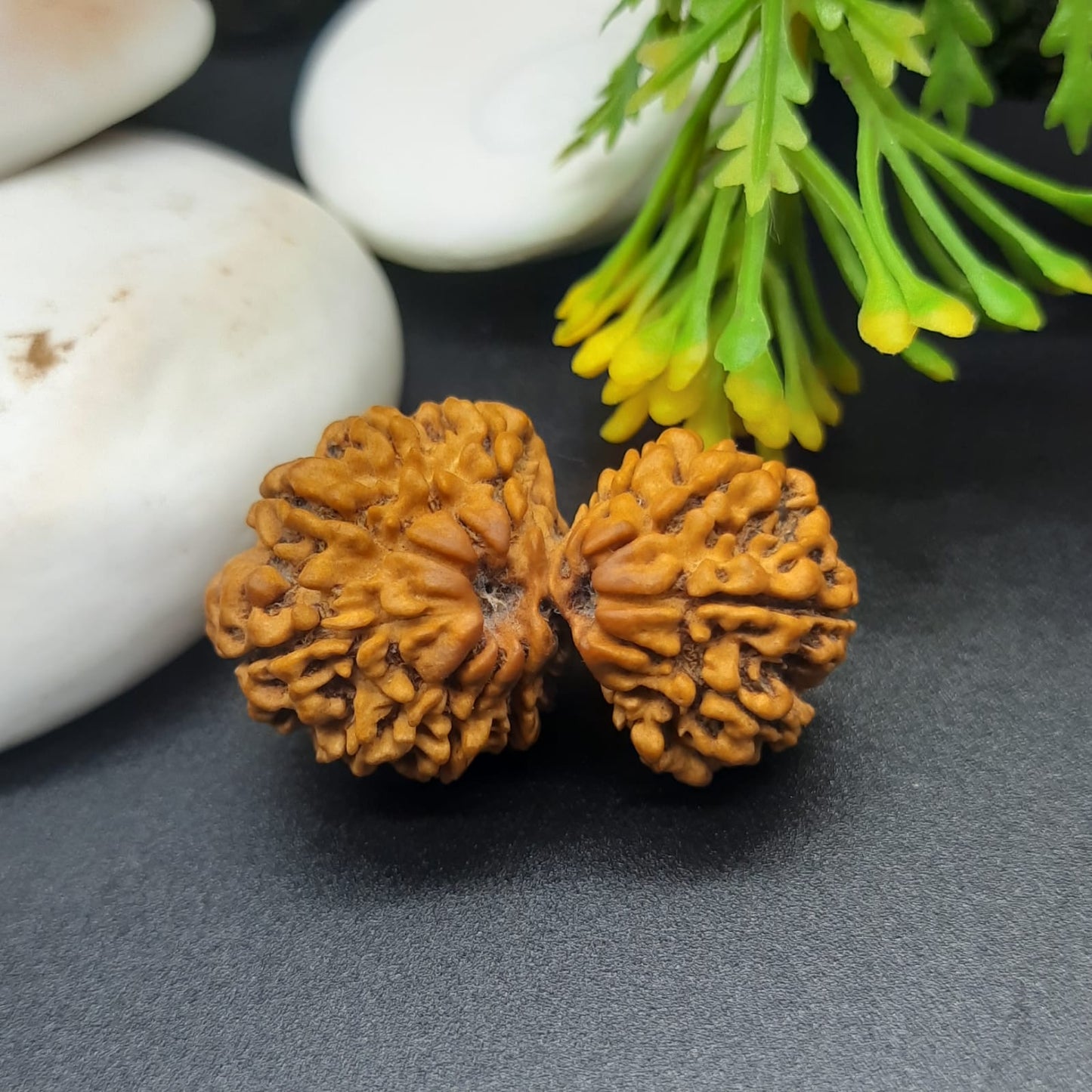 14 Mukhi / Fourteen Face Gauri Shankar Nepal Rudraksha