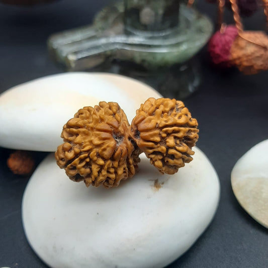 14 Mukhi / Fourteen Face Gauri Shankar Nepal Rudraksha