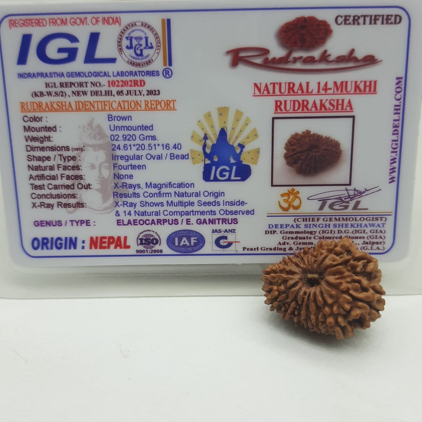 14 Mukhi / Fourteen Face Nepal Rudraksha IGL Certified 24.61 mm, 2.920 grams