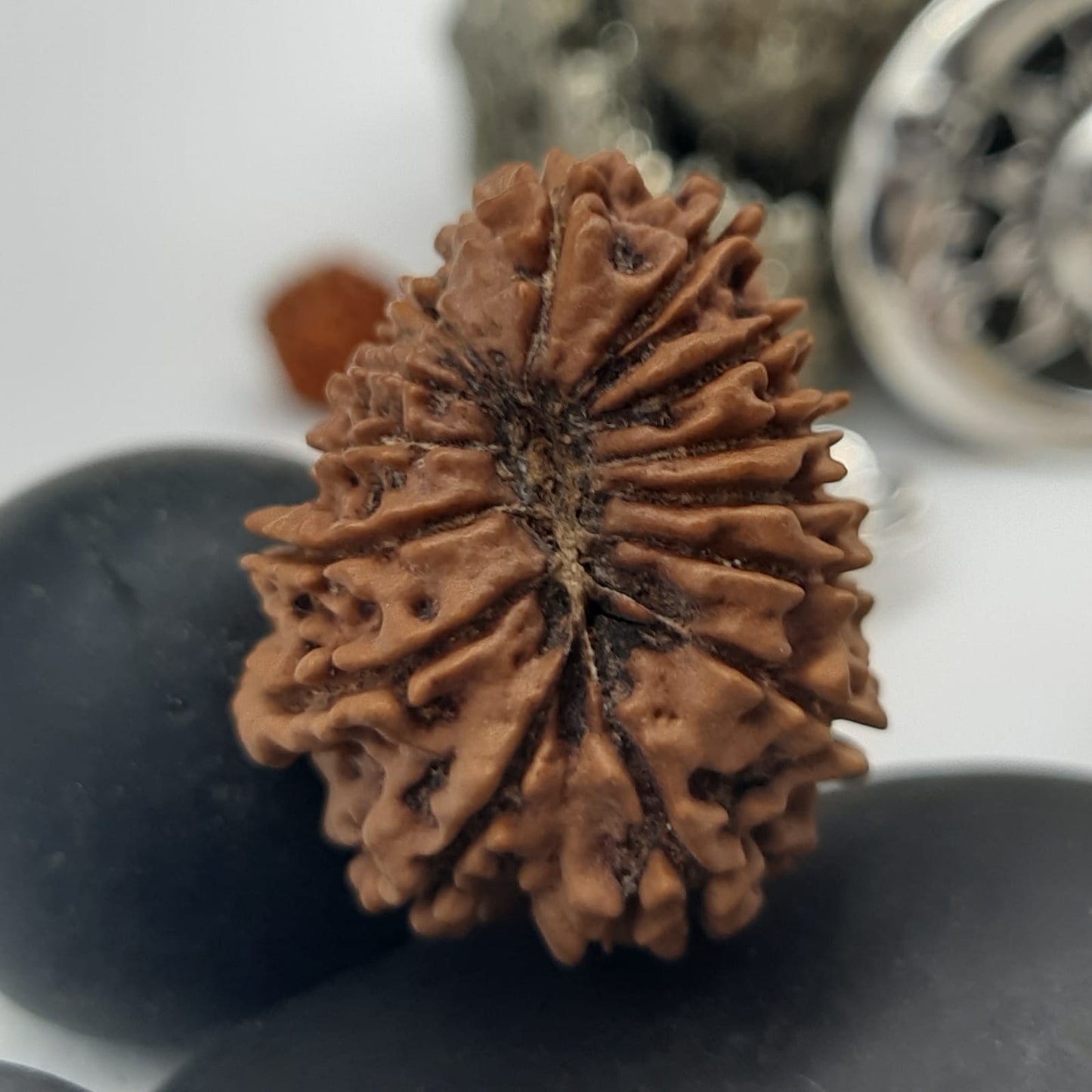 14 Mukhi / Fourteen Face Nepal Rudraksha IGL Certified 24.61 mm, 2.920 grams