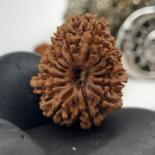 14 Mukhi / Fourteen Face Nepal Rudraksha IGL Certified 24.61 mm, 2.920 gram