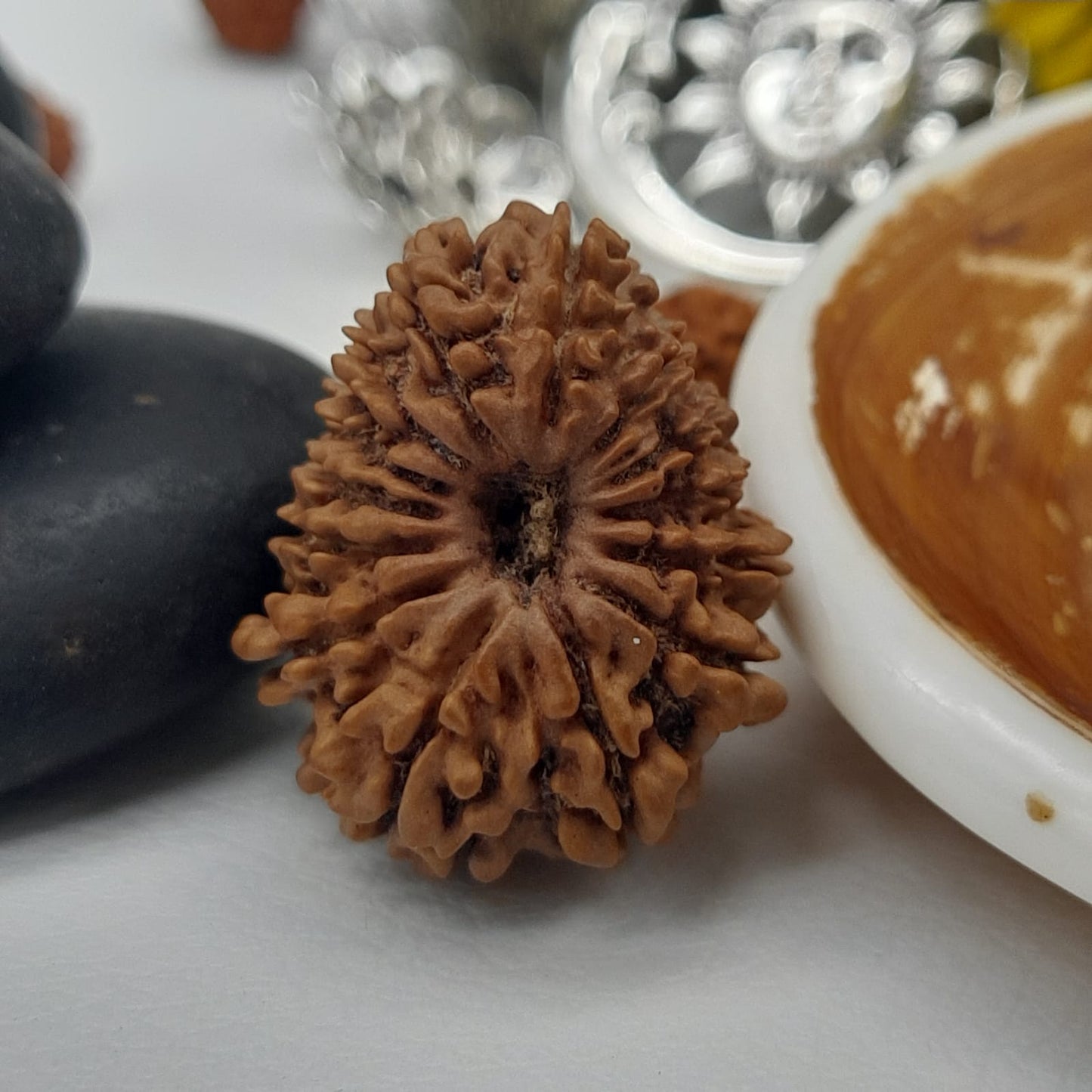 14 Mukhi / Fourteen Face Nepal Rudraksha IGL Certified 24.61 mm, 2.920 grams