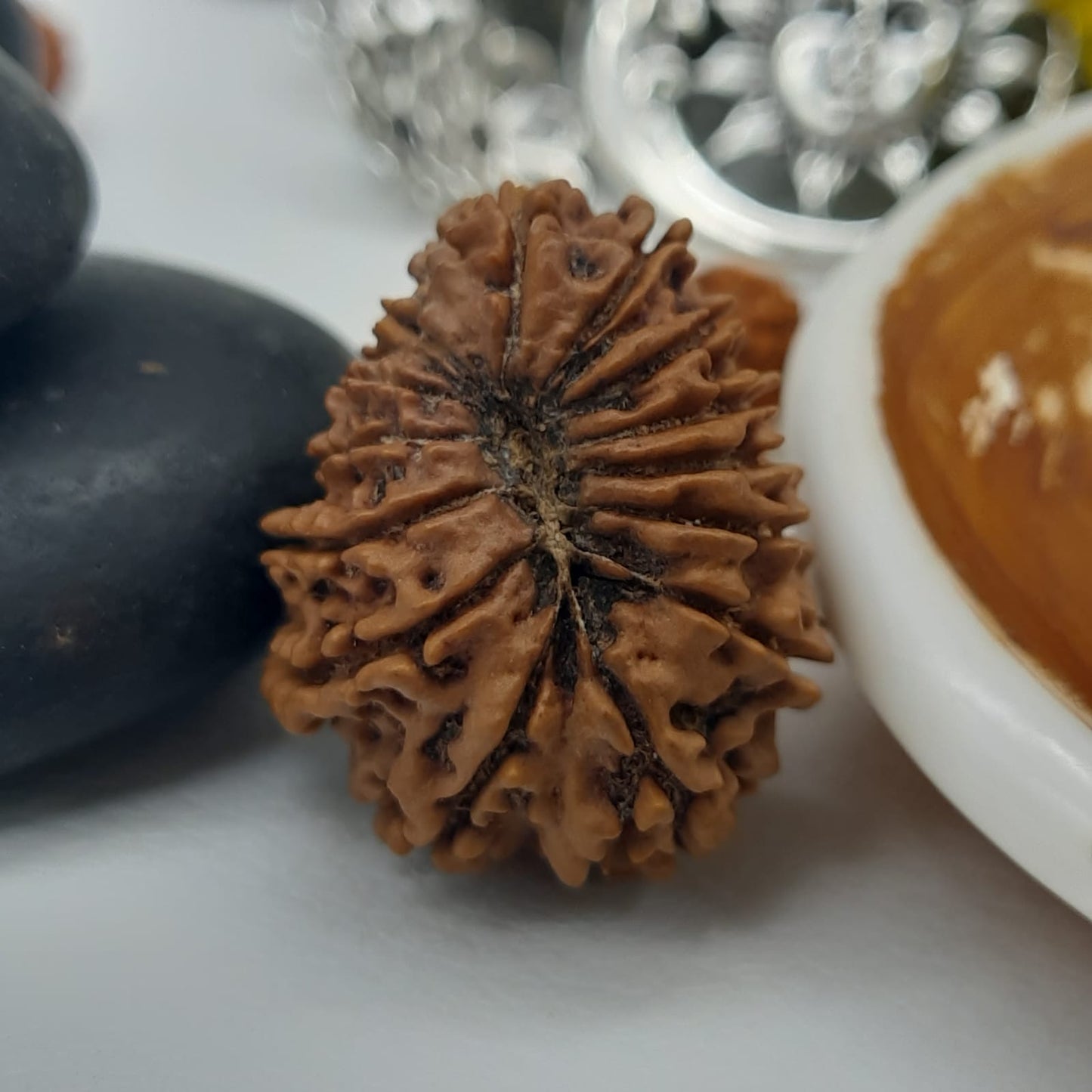 14 Mukhi / Fourteen Face Nepal Rudraksha IGL Certified 24.61 mm, 2.920 grams