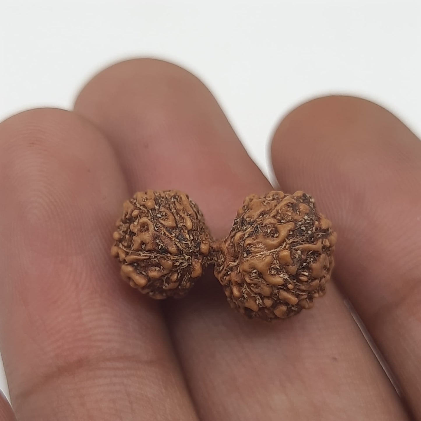 14 Mukhi / Fourteen Face GauriShankar Java Rudraksha