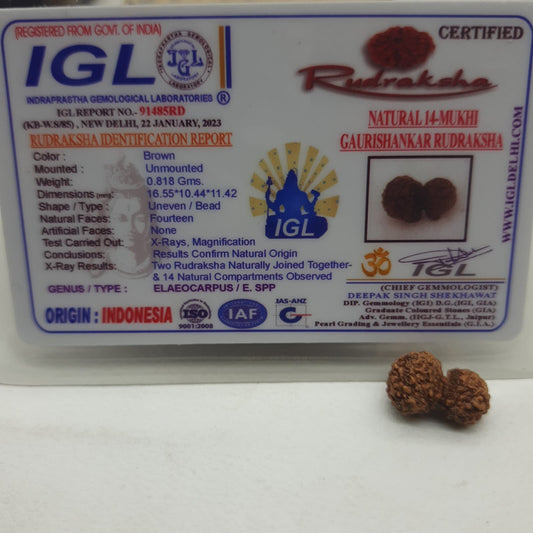 14 Mukhi / Fourteen Face GauriShankar Java Rudraksha