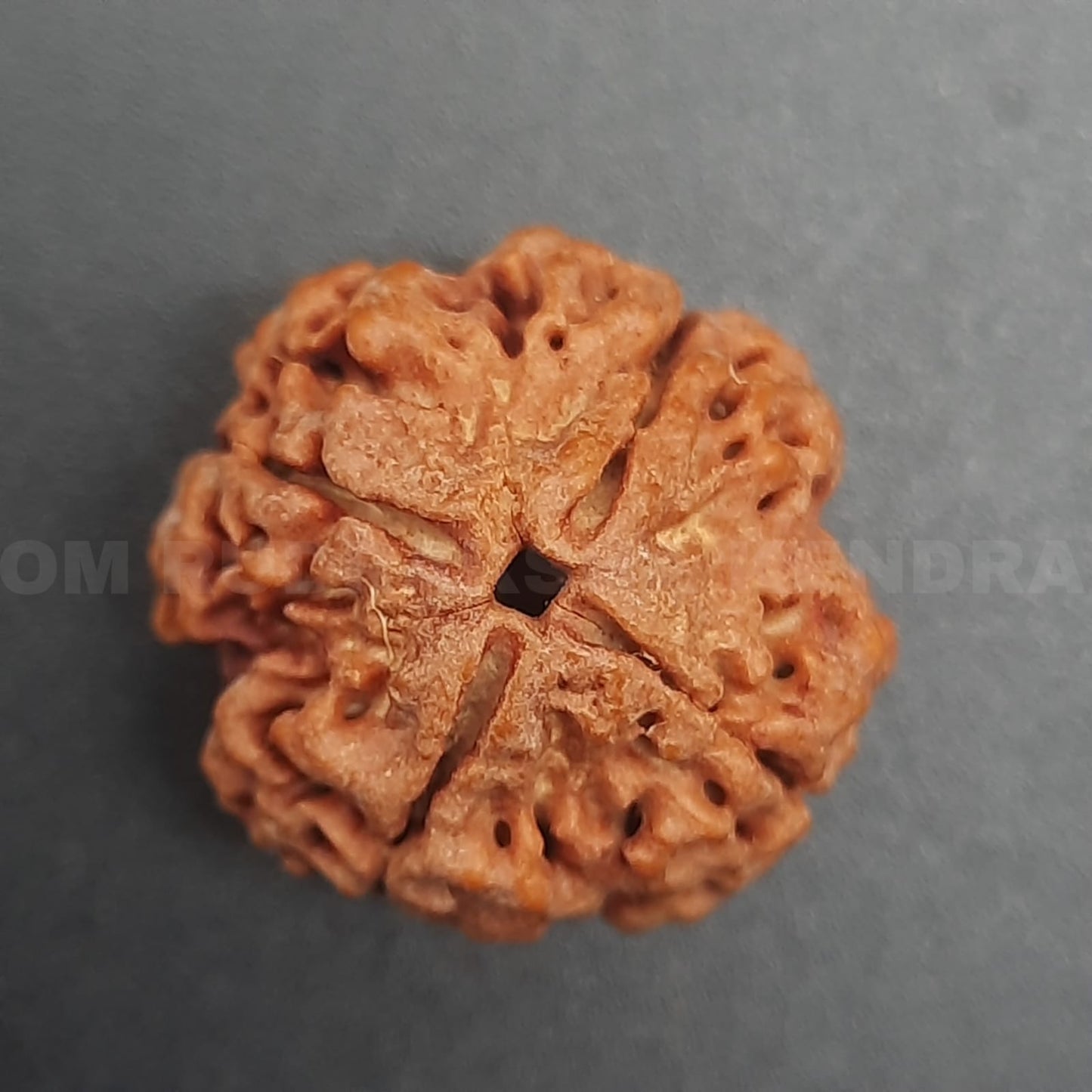 4 Mukhi / Four Face Nepal Rudraksha