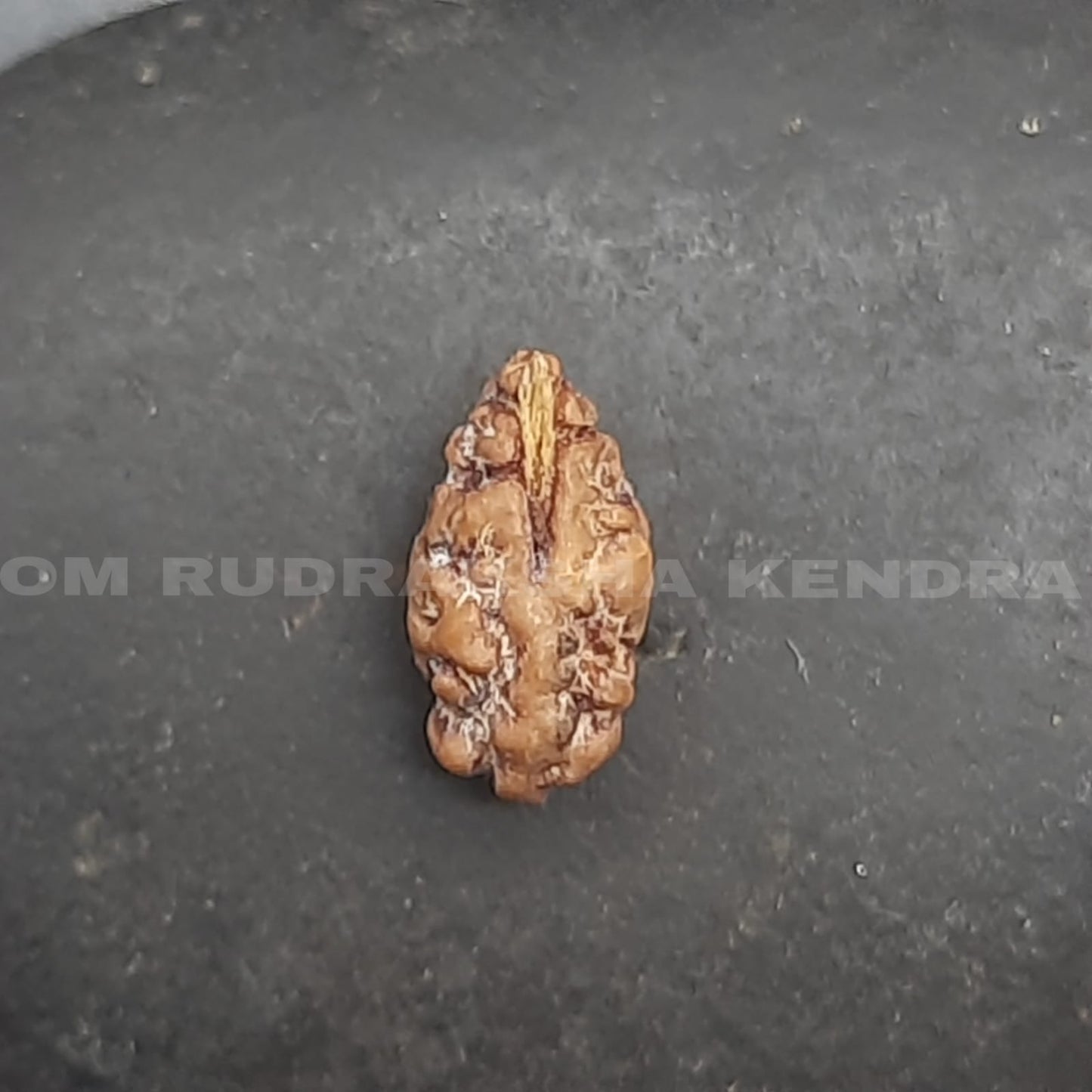 Ek Mukhi / One Face Java Rudraksha