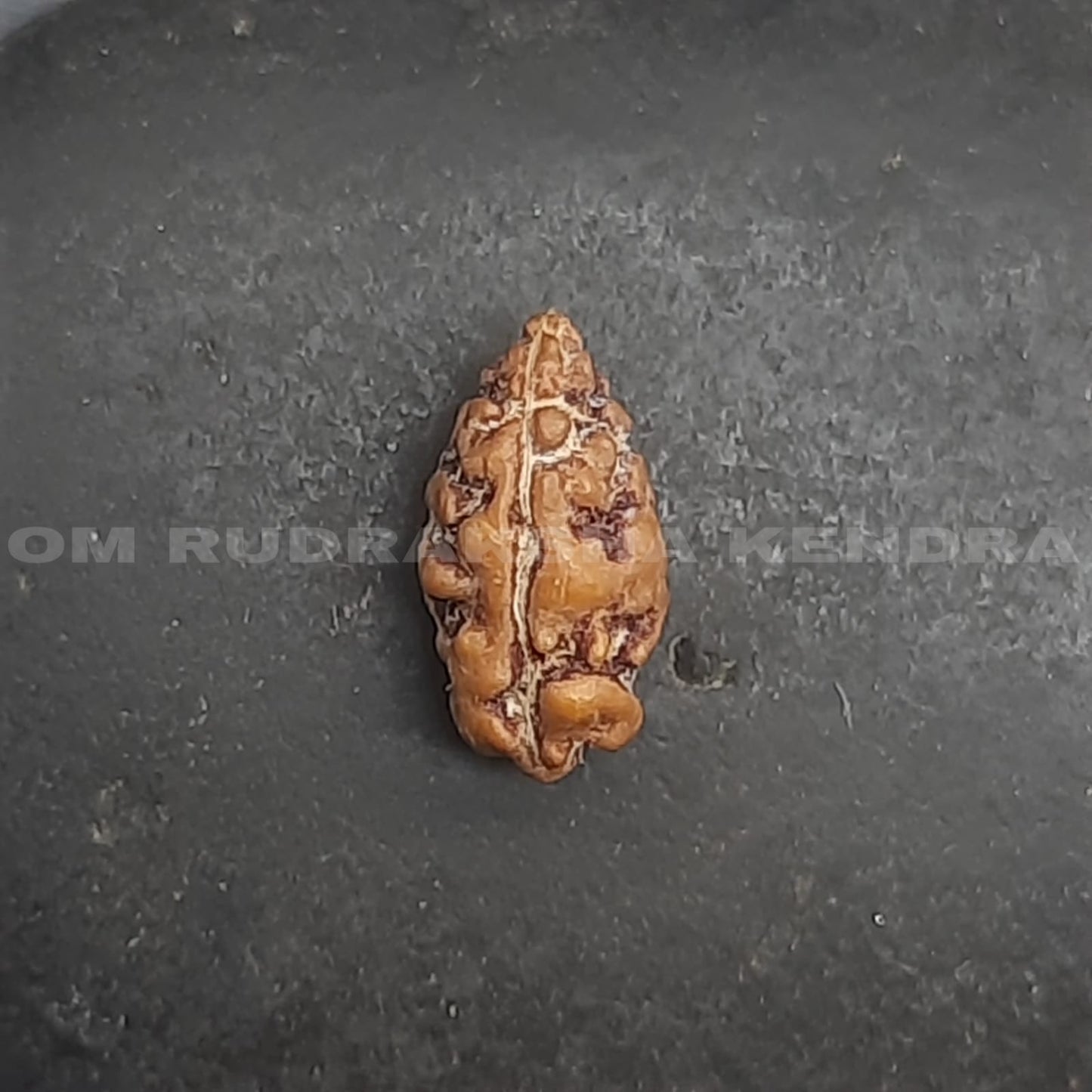 Ek Mukhi / One Face Java Rudraksha
