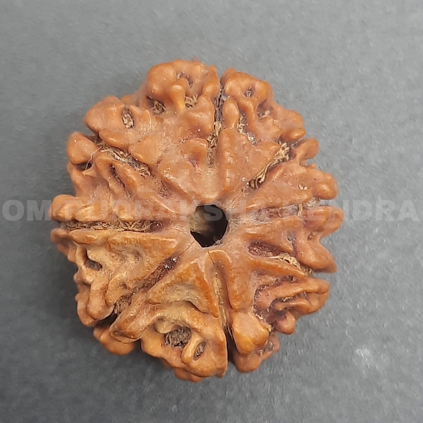8 Mukhi / Eight Face Nepal Rudraksha