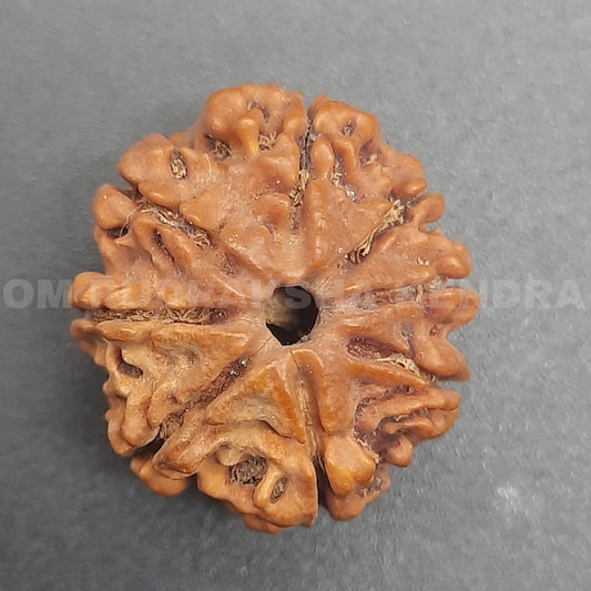 8 Mukhi / Eight Face Nepal Rudraksha