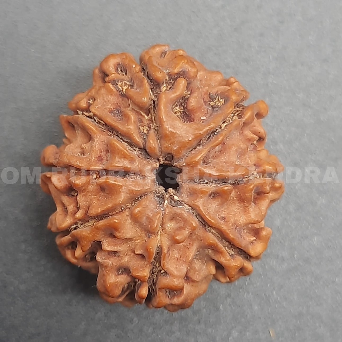 8 Mukhi / Eight Face Nepal Rudraksha