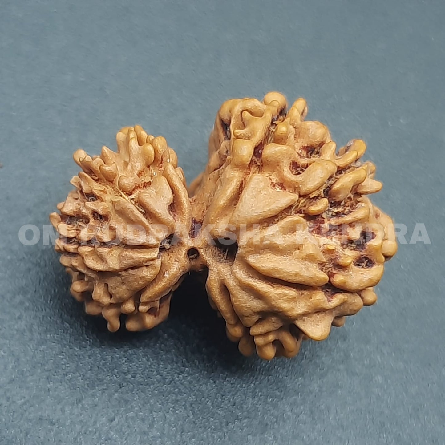 Garbh Gauri Rudraksha from Nepal