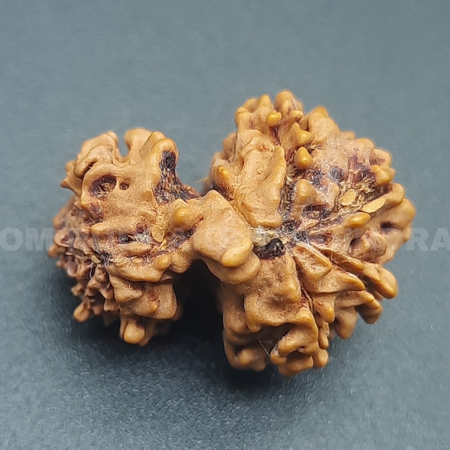 Garbh Gauri Rudraksha from Nepal