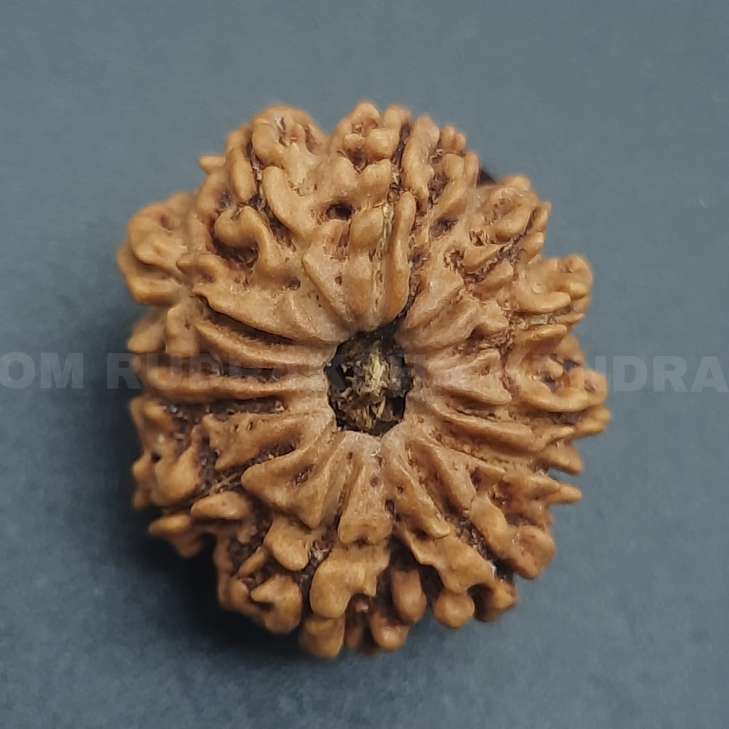 12 Mukhi / Twelve Face Nepal Rudraksha