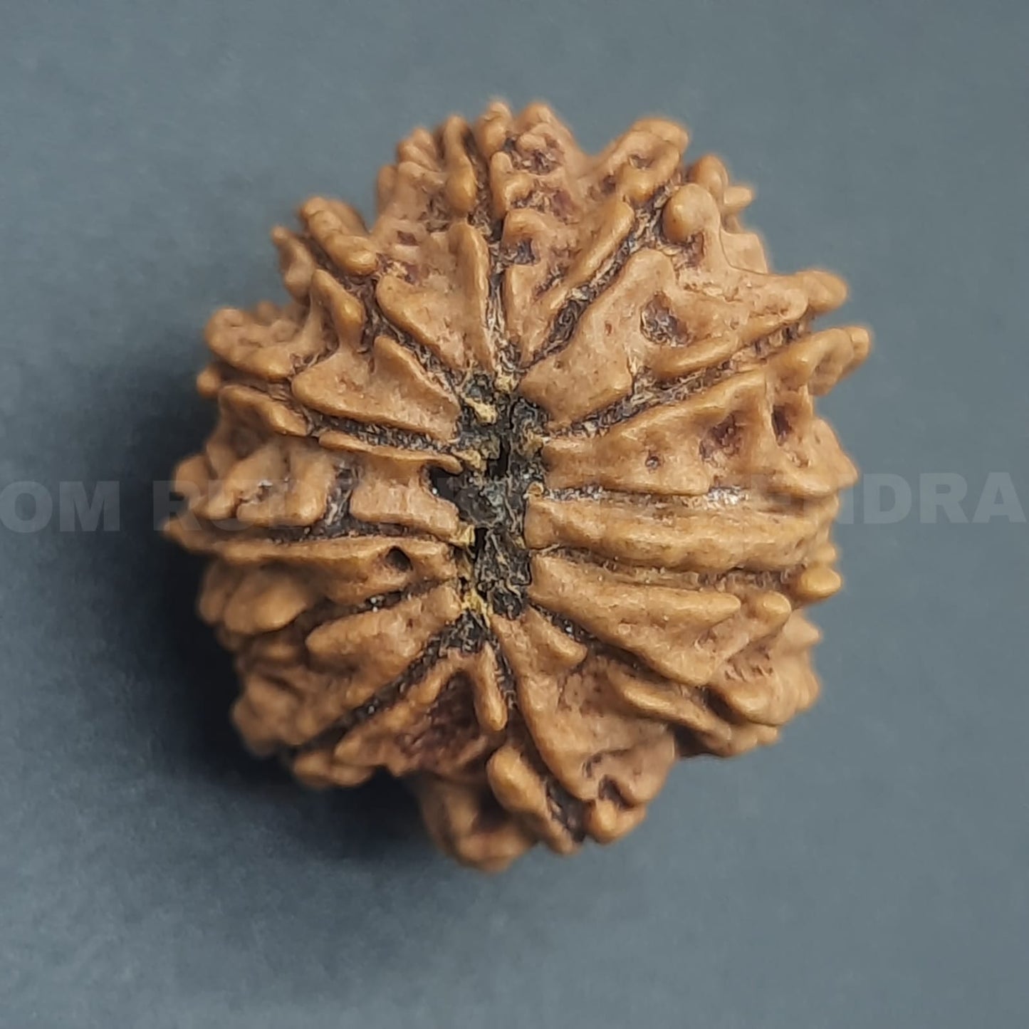 12 Mukhi / Twelve Face Nepal Rudraksha
