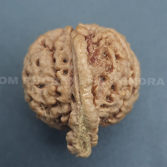 Ganesh Mukhi Rudraksha From Nepal | 20-22 mm | Lab Certified