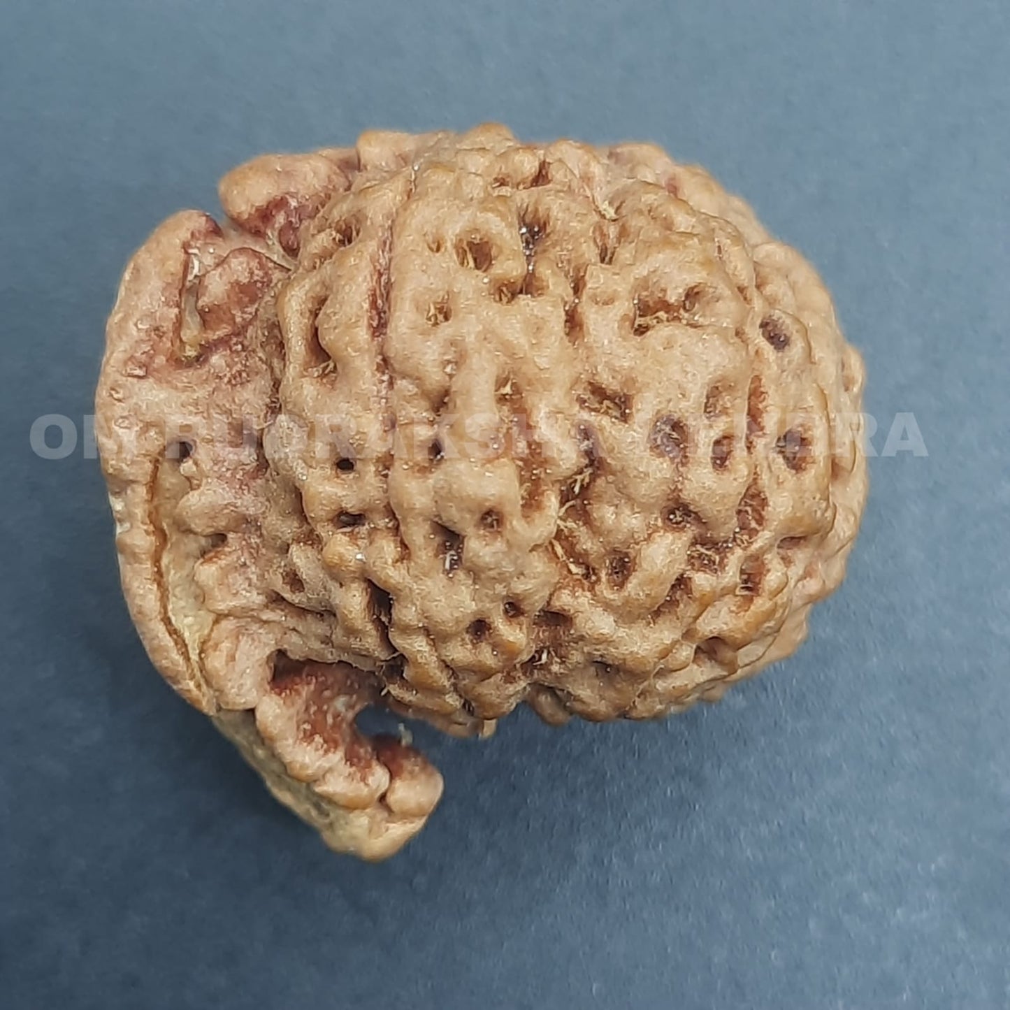 Ganesh Mukhi Rudraksha From Nepal | 20-22 mm | Lab Certified