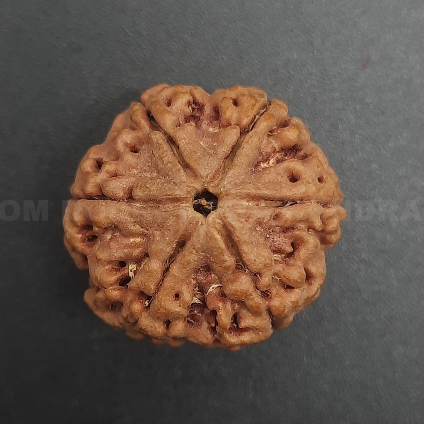 6 Mukhi / Six Face Nepal Rudraksha