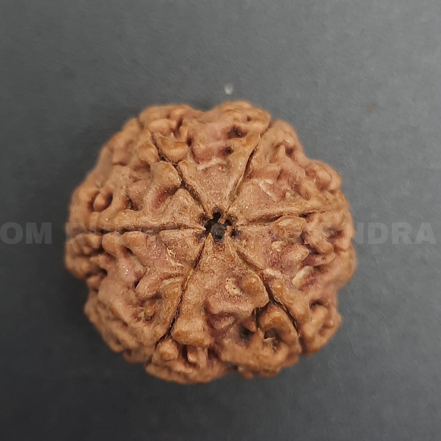 6 Mukhi / Six Face Nepal Rudraksha
