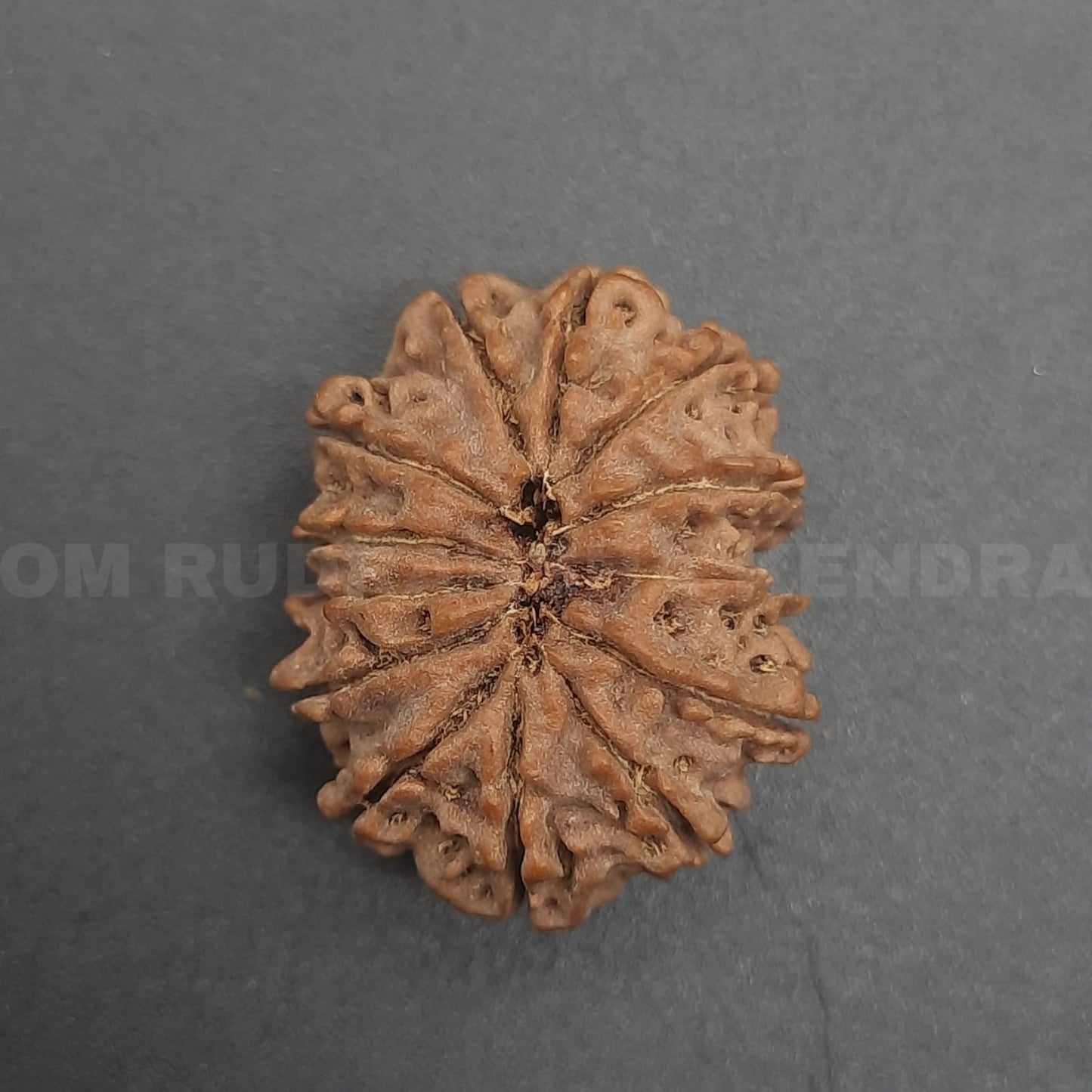 13 Mukhi / Thirteen Face Nepal Rudraksha