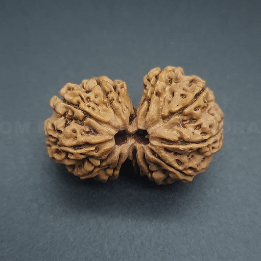 Gauri Shankar Rudraksha From Nepal | 25-28 mm | Lab Certified