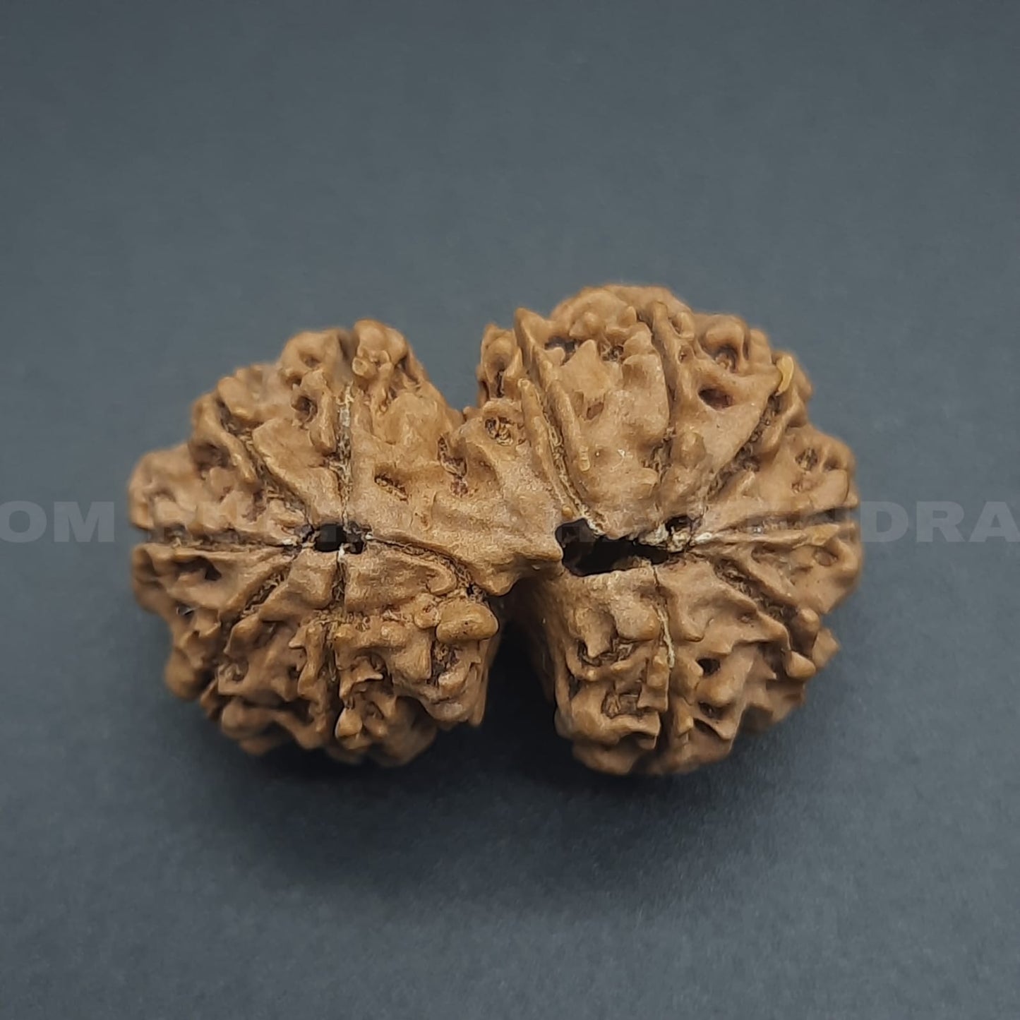Gauri Shankar Rudraksha From Nepal | 25-28 mm | Lab Certified