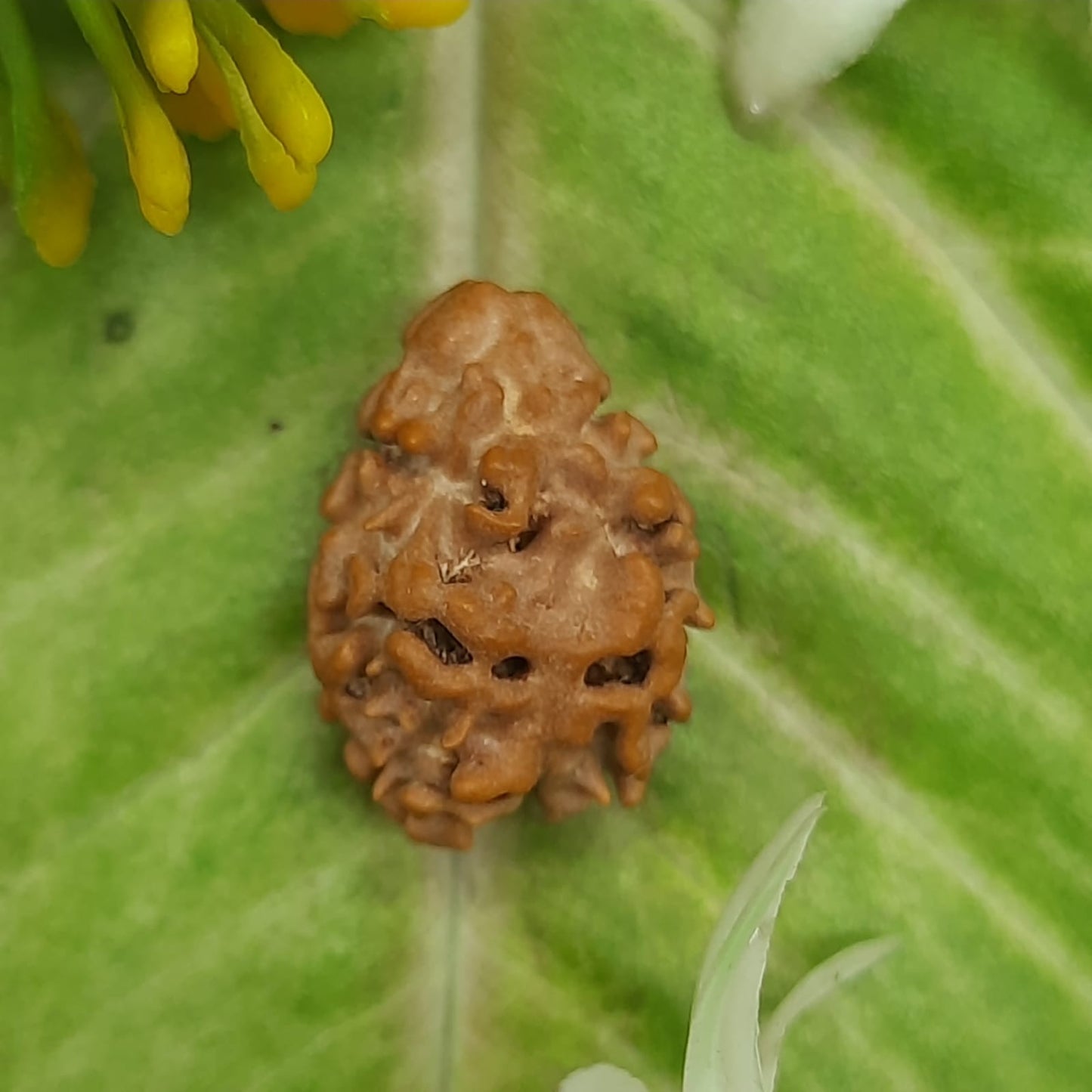 2 Mukhi / Two Face Nepal Rudraksha