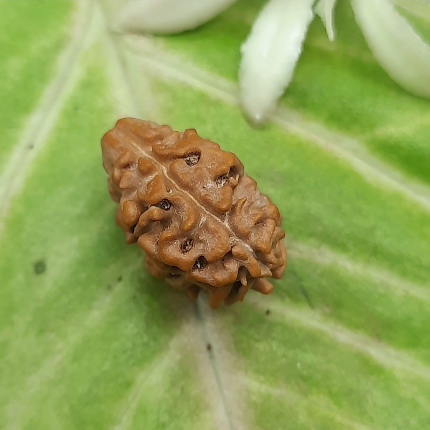 2 Mukhi / Two Face Nepal Rudraksha