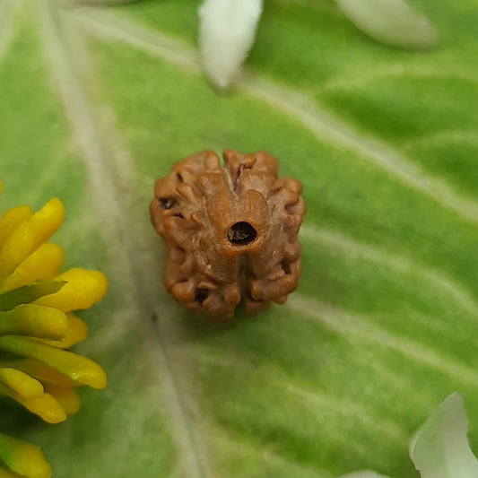 2 Mukhi / Two Face Nepal Rudraksha