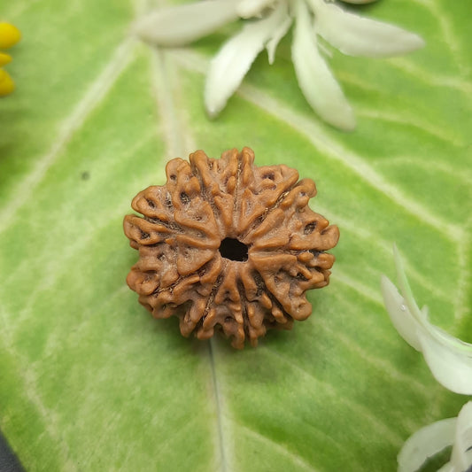 9 Mukhi / Nine Face Nepal Rudraksha