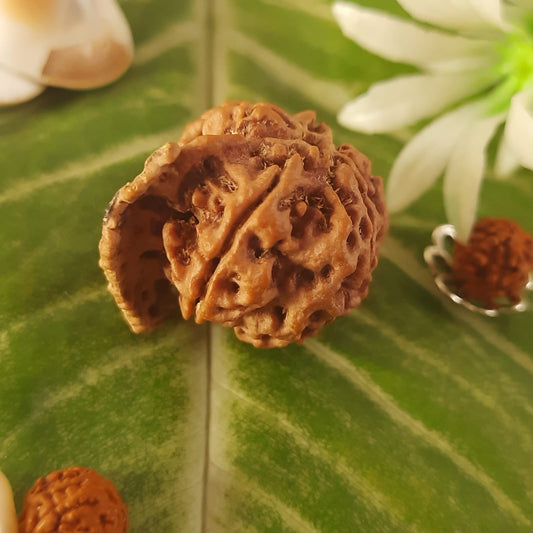 Ganesh Mukhi Nepal Rudraksha