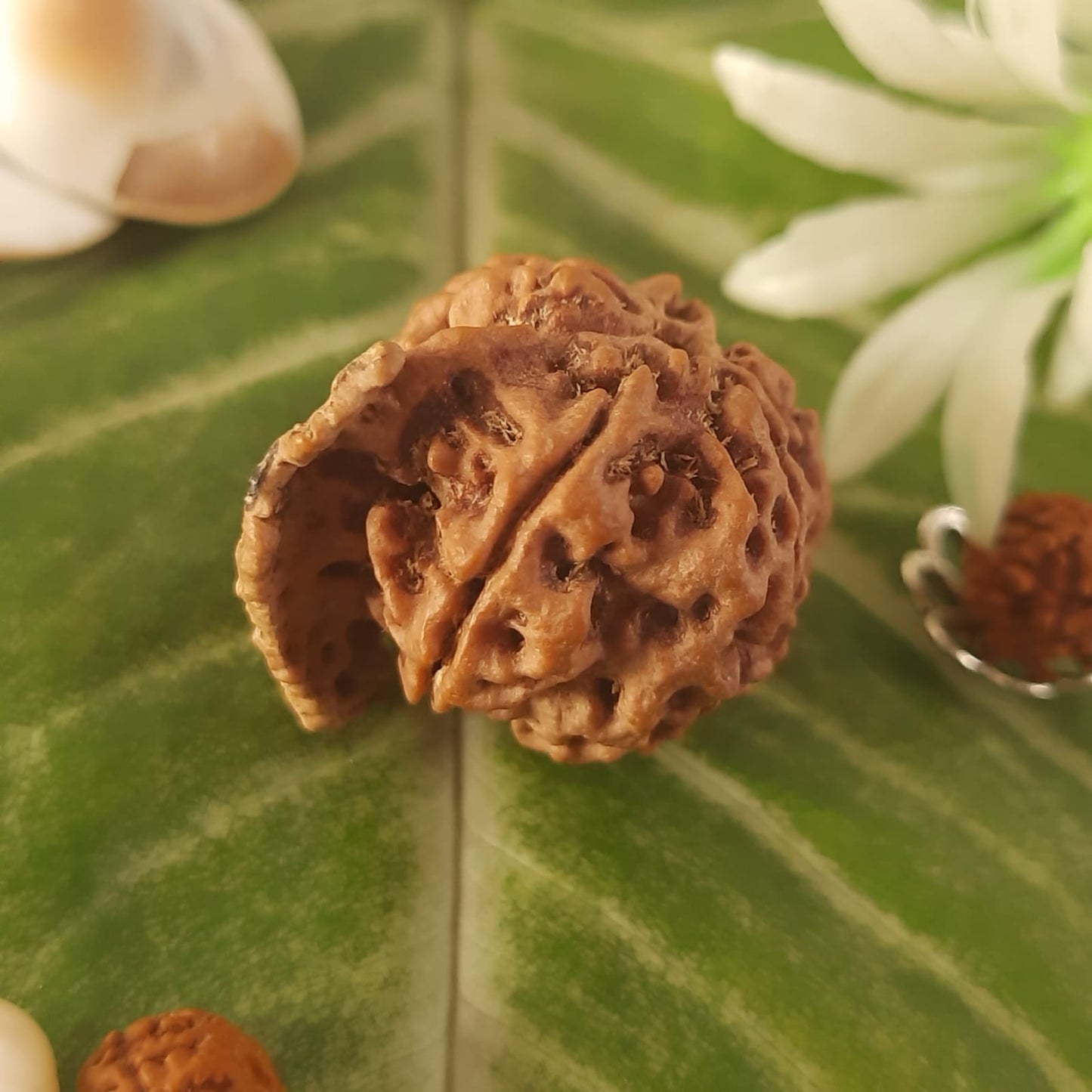 Ganesh Mukhi Nepal Rudraksha
