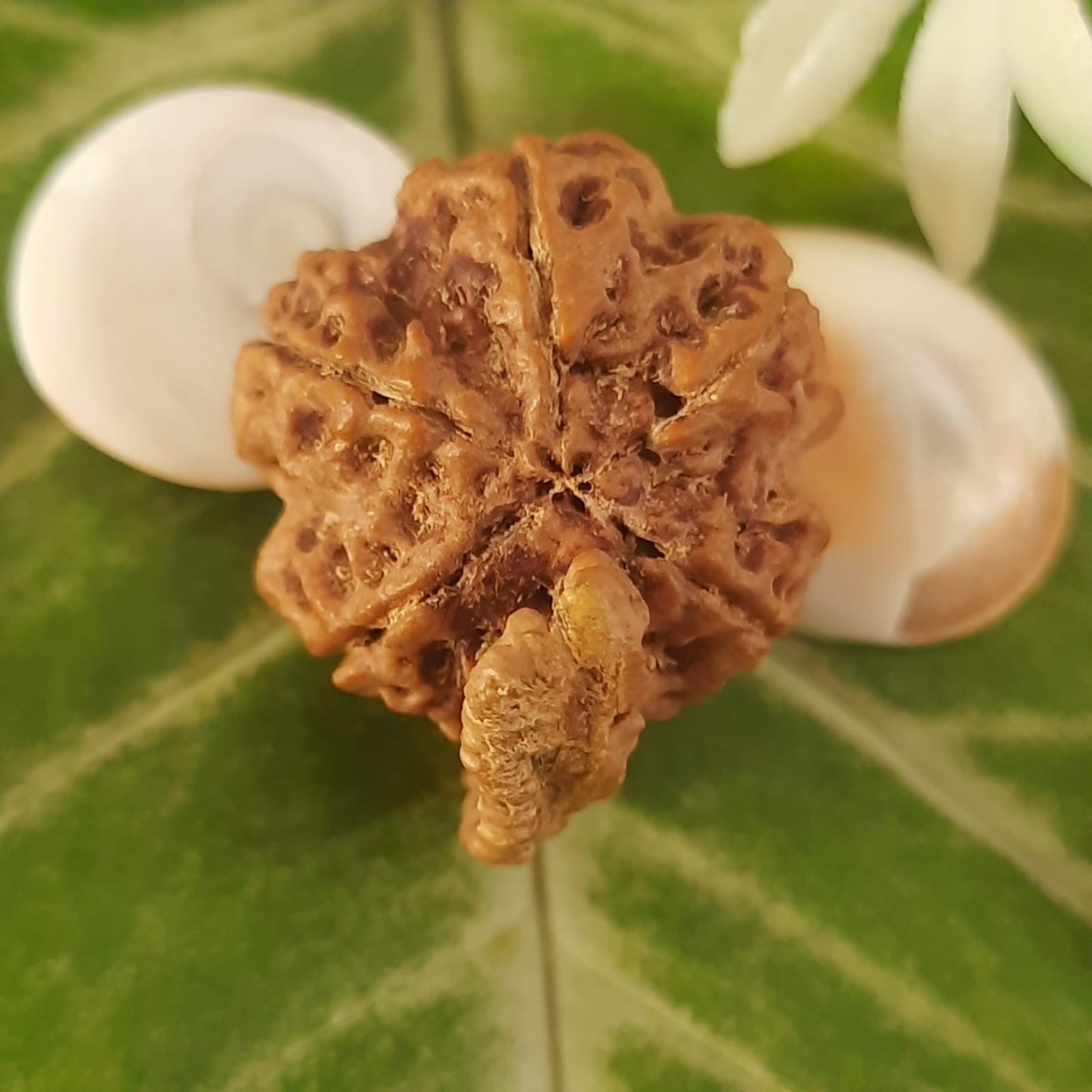 Ganesh Mukhi Nepal Rudraksha