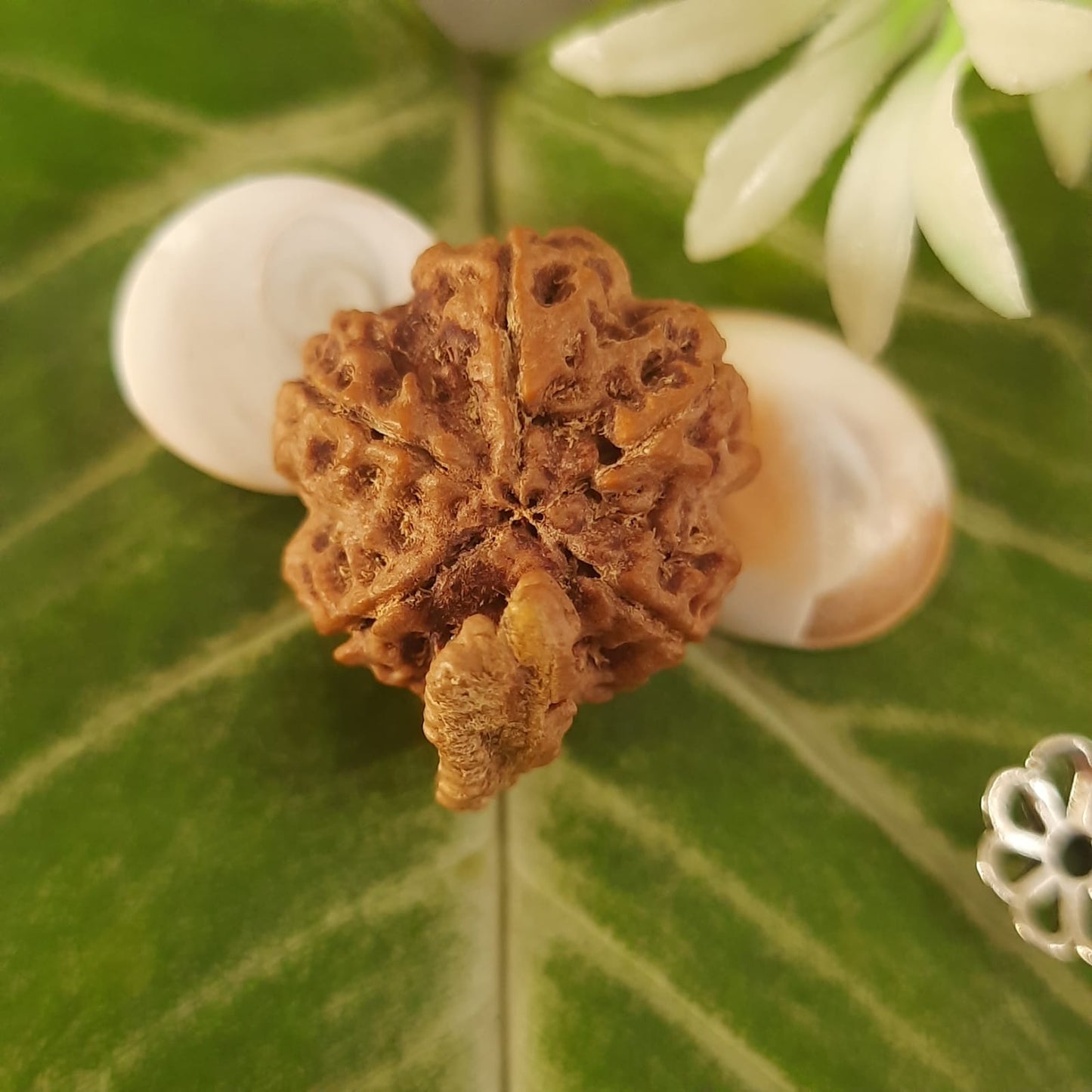 Ganesh Mukhi Nepal Rudraksha