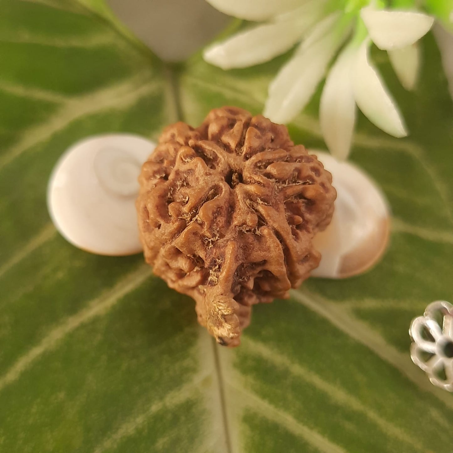Ganesh Mukhi Nepal Rudraksha